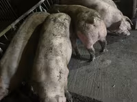 Porci de casa — 照片 2