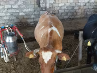 Vacă, Rasa Jersey — foto 2