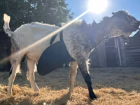 बकरा, Nubian Goat — फ़ोटो 2