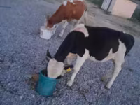 Buğa, Swiss cattle — foto 7