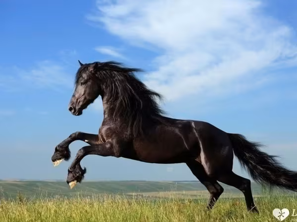 公马, Horses — 摩尔多瓦