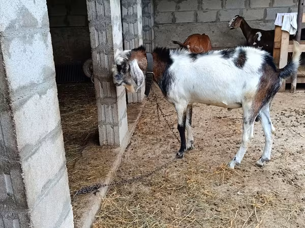 Țap, Capre
