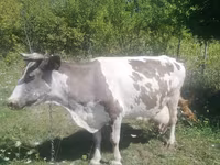 Yegua, Caballos — foto 5