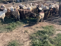 Țap, Capre — foto 1
