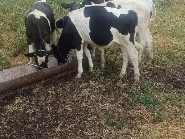 Bou, Bovine — Republica Moldova