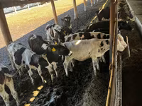 Vacă, Bovine — foto 2