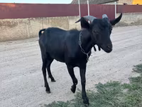 公山羊, Murcia-Granada goats — 照片 2