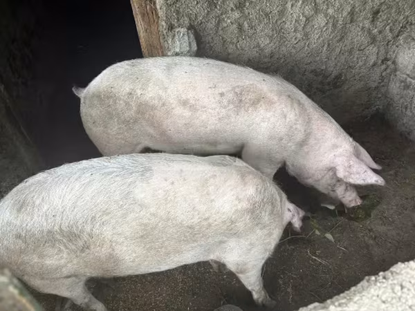 मादा सूअर, Крупная белая