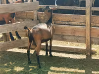 تيس, Nubian Goat — الصورة 5