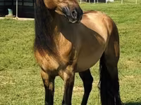 Jument, Rocky Mountain Horse — photo 2