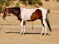 Hengst, National Show Horse — Foto 8
