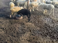 Brebis, Moutons — photo 2
