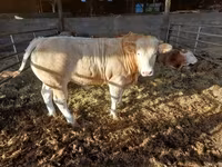 Bou, Bovine — foto 4