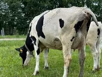 Vaca, Raza Holstein — foto 1
