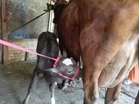 Vacă, Red Estonian cattle — foto 3