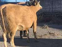 بقرة, Simmental cattle — الصورة 5