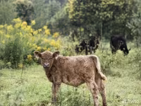Bou, Vaca Galloway — foto 2
