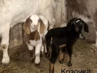 Țap, Kamori goats — foto 4