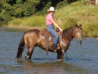 حصان, Quarter Horse — الصورة 7