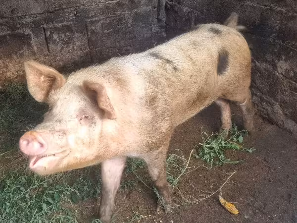 Eber, Schweine