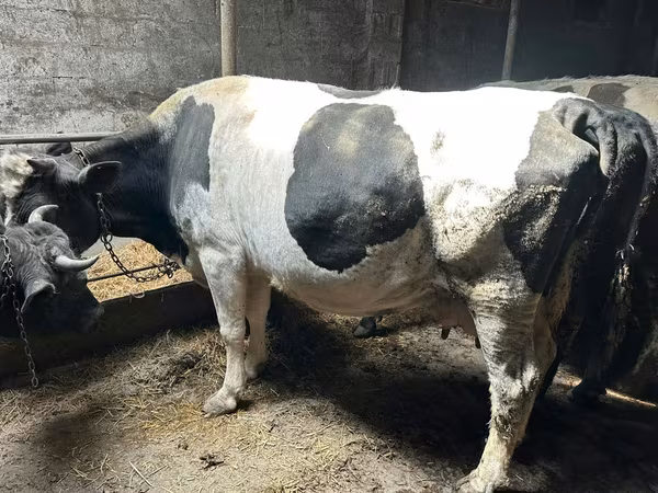 Cow, Holstein breed