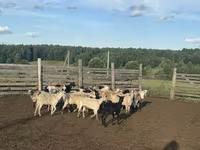 Bélier, Edilbay sheep — photo 3
