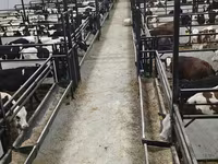Toro, Ganado vacuno — foto 3