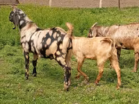 Țap, Nubian Goat — foto 2