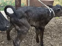 गाय, Russian Black pied cattle — फ़ोटो 4