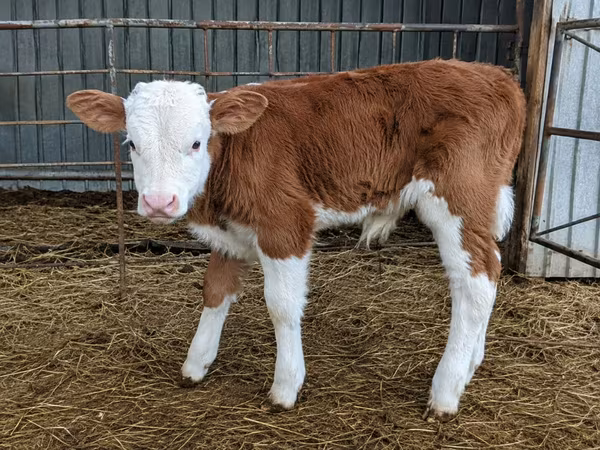 公牛, Cattle — 摩尔多瓦
