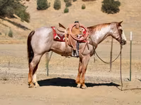 घोड़ा, National Show Horse — फ़ोटो 7