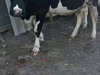 Vacă, Rasa Holstein — foto 1
