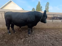 Bou, Aberdeen-Angus — foto 2