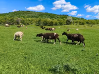 Oveja, Dorper sheep — foto 4