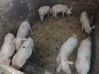 Scroafă, Porci — foto 2