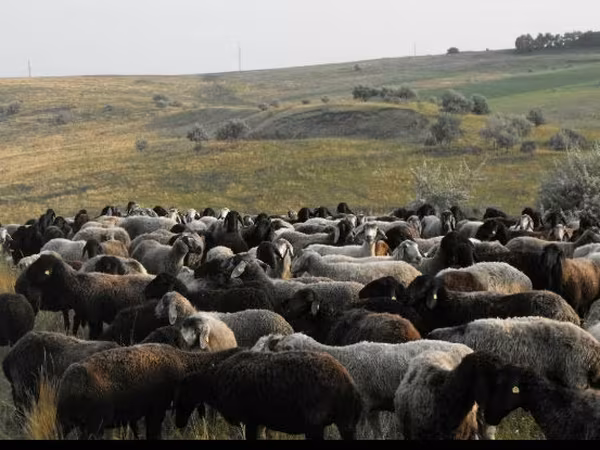 母羊, Sheep — 摩尔多瓦