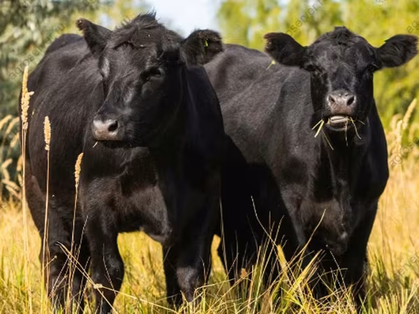 Vacă, Aberdeen-Angus
