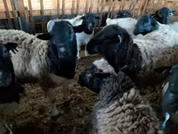 Berbec, Precoce sheep — foto 3