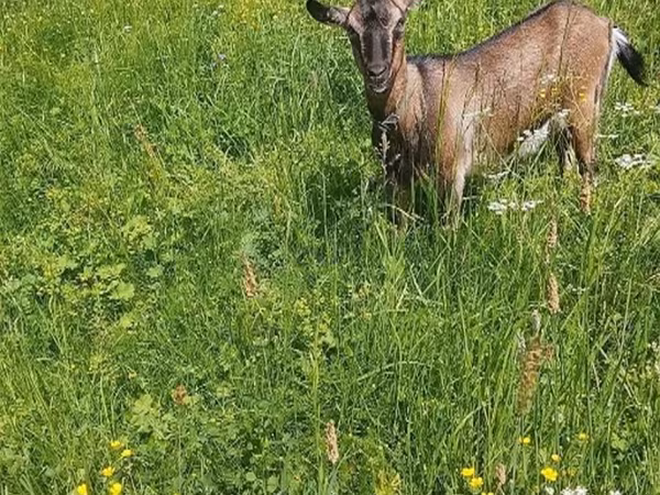 Goat, Goats