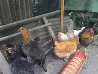 Chickens — photo 4