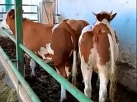 İnək, Simmental cattle — foto 1