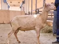 Carnero, East Friesian Dairy sheep — foto 1