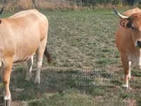 Vacă, Aubrac cattle — foto 2