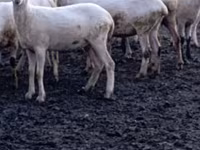 Oaie, Tsigai sheep — foto 5
