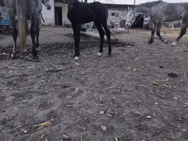 母马, Horses