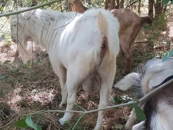 Keçi, LaMancha goats