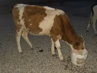 Buğa, Swiss cattle — foto 3