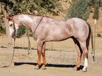 घोड़ा, National Show Horse — फ़ोटो 3