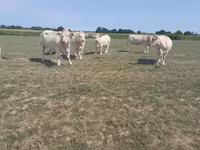 Vacă, Charolais cattle — foto 1