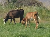 İnək, Red Estonian cattle — foto 3